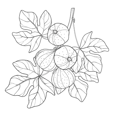 Online coloring book: Coloring figs among leaves